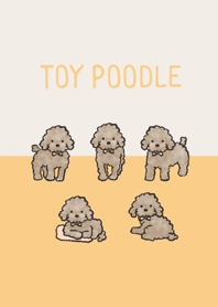 Doodle brown toy poodle