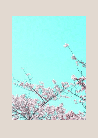 CHERRY BLOSSOMS & BLUE SKYj-BEIGE