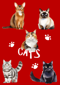 unique cats on red & beige