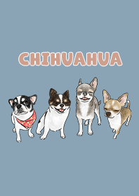 chihuahua3 - pale blue
