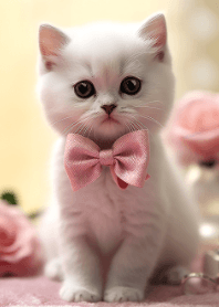 Cute Kitten #03