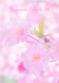 Sakura Bokeh 31