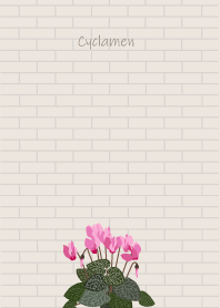 January's birth flower, Cyclamen