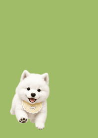 moss green　赤ちゃんサモエド