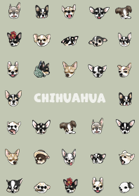 chihuahua2 / mist green