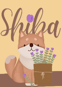 Love Shiba love me