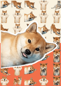 柴犬真人表演 紅黃色
