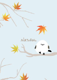 Long-tailed Tit maple from Japan