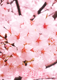 ―春桜乱舞―
