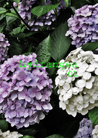 あじさい(hydrangea)