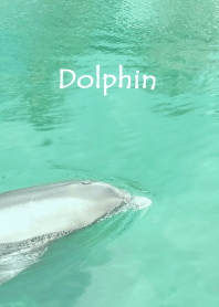 Hawaiian Dolphin photo theme