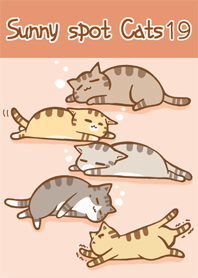 แสงแดด แมว 19 ลายเสือ