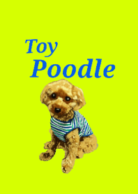 Toy Poodle!