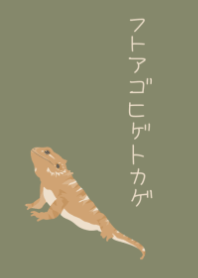 Pogona vitticeps