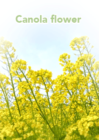 Good luck! canola flower