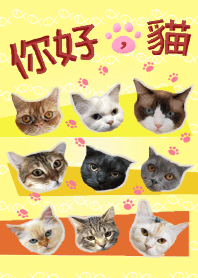 Nihao,mao - Cats collection _ yellow