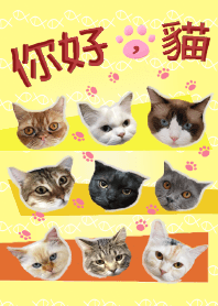 你好，猫 - 全員大集合 _ 清新黃