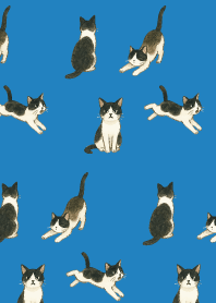 tuxedo cat05 on blue