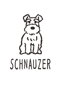 Doodle dog - Miniature schnauzer -