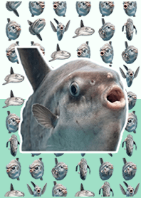 Ação ao vivo de peixe-lua Mint