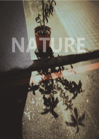 The nature16