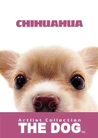THE DOG チワワ 2