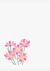 Pink cosmos on white