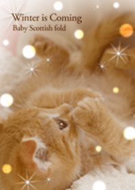 Winter is Coming Baby Scottish fold
