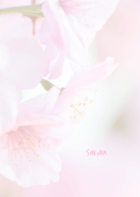 Japanese SAKURA Theme ver.Japan 22