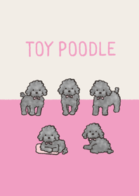 Doodle black toy poodle