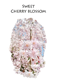 Sweet Cherry Blossom