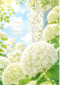 White Annabelle Hydrangea