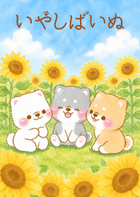 iyashibainu Sunflower2