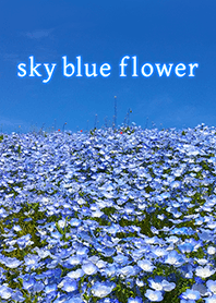 青空とネモフィラの花畑