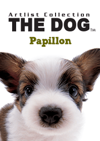THE DOG Papillon