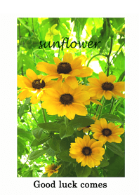 With green and sunflowers.