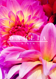 DAHLIA 4 -MEKYM-