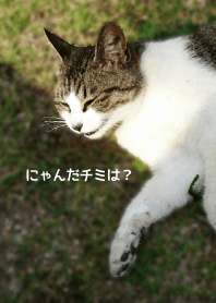 にゃんだチミは？