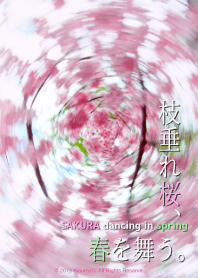 Sakura dancing in spring