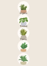 Organic Potted Plants