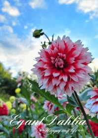 Elegant Dahlia