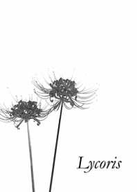 Simple and chic cluster amaryllis8.