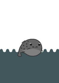 staring - puffer fish