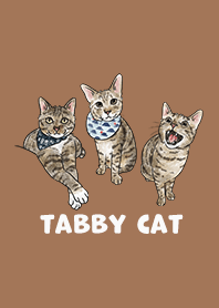 tabbycat2 / caramel