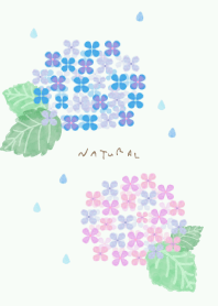 Hydrangea watercolor15