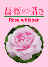 Whisper of a rose