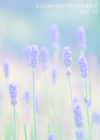 Lavender Photo #6-9Not AI