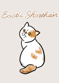 エキゾチックショートヘアの着せかえ