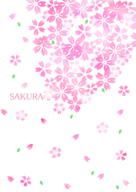 SAKURA Cherry blossoms fall