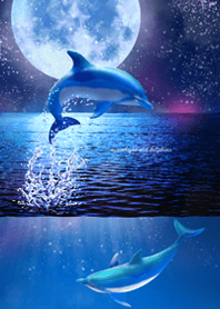 moonlight and dolphins